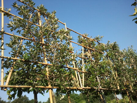 Wintergroene steeneik leiboom