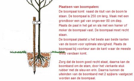 Steeneik leiboom stamhoogte 180 cm