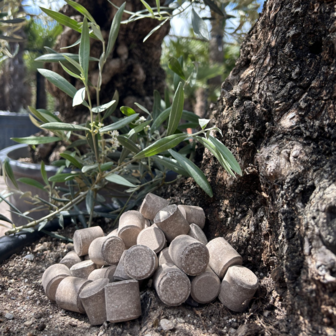 Meststof voor Mediterrane bomen en planten