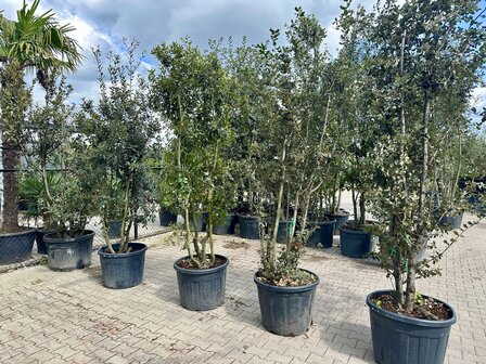 Quercus ilex meerstammig natuurlijke groeivorm