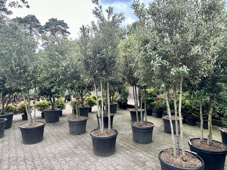 quercus ilex 3 stammen