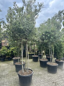 quercus ilex - steeneik meerstammige 3 stam