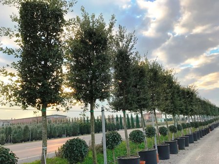 Quercus ilex 20/25