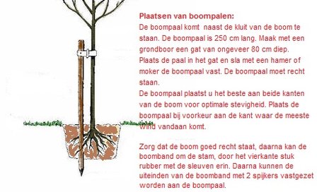 Steeneik 18/22 stamomtrek hoogstam