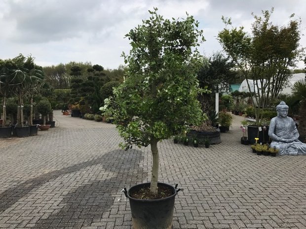 Quercus ilex halfstam 20-25