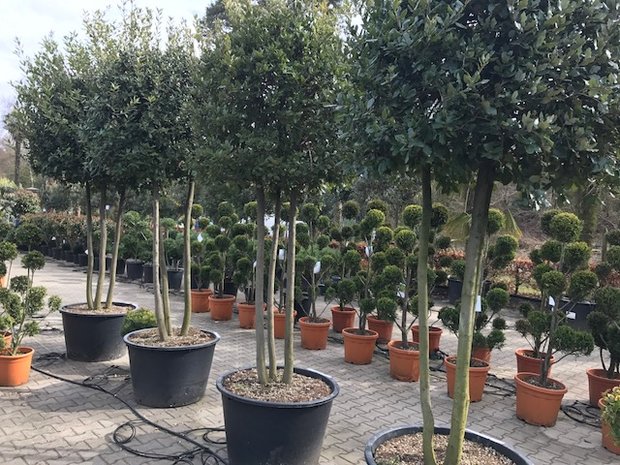 Quercus ilex meerstammig