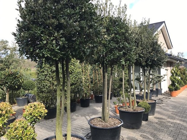 Quercus ilex multitrunk