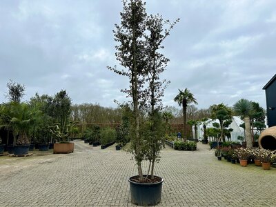 Meerstammige Steeneik natuurlijke groeivorm